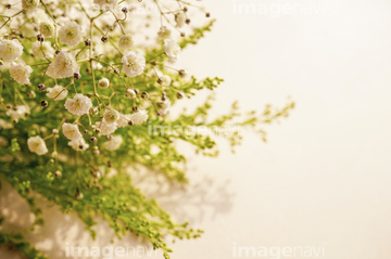 優しい花 の画像素材 料理 食事 ライフスタイルの写真素材ならイメージナビ