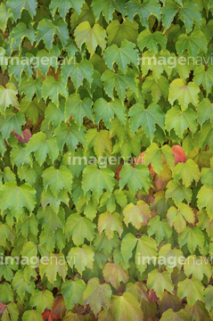 ツタ の画像素材 葉 花 植物の写真素材ならイメージナビ