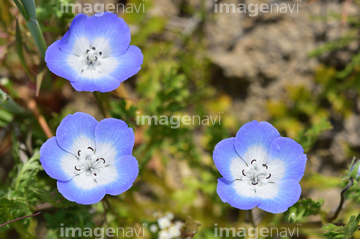 ネモフィラ の画像素材 花 植物の写真素材ならイメージナビ