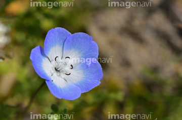 ネモフィラ の画像素材 花 植物の写真素材ならイメージナビ
