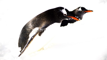 冬 動物 北海道 道央 かわいい 綺麗 の画像素材 鳥類 生き物の写真素材ならイメージナビ