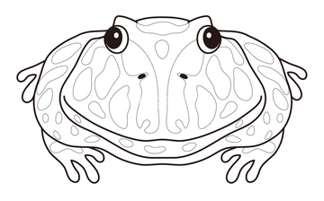 ベルツノガエル の画像素材 爬虫類 両生類 生き物の写真素材ならイメージナビ