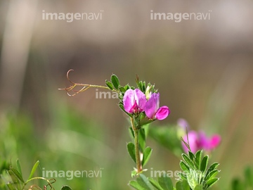 エンドウの花 の画像素材 健康管理 ライフスタイルの写真素材ならイメージナビ