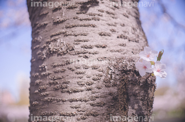 桜 幹 ピンク色 昼 の画像素材 樹木 花 植物の写真素材ならイメージナビ