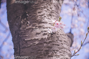 桜の花 幹 の画像素材 樹木 花 植物の写真素材ならイメージナビ