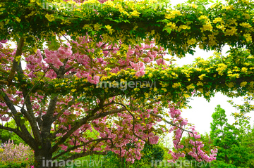 モッコウバラ の画像素材 花 植物の写真素材ならイメージナビ