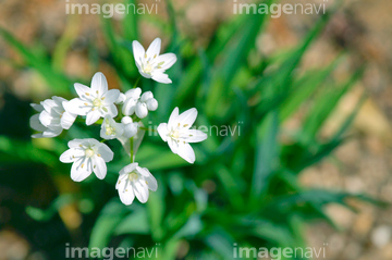 アリウム コワニー の画像素材 花 植物の写真素材ならイメージナビ