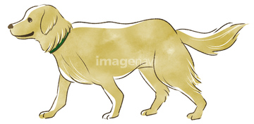 犬のイラスト特集 ゴールデンレトリーバー イラスト の画像素材 生き物 イラスト Cgのイラスト素材ならイメージナビ