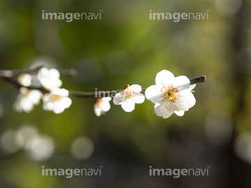 かわいい花 の画像素材 生き物 イラスト Cgの写真素材ならイメージナビ