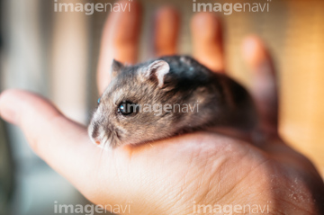 ジャンガリアンハムスター の画像素材 ペット 生き物の写真素材ならイメージナビ