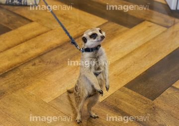 可愛い動物 の画像素材 陸の動物 生き物の写真素材ならイメージナビ