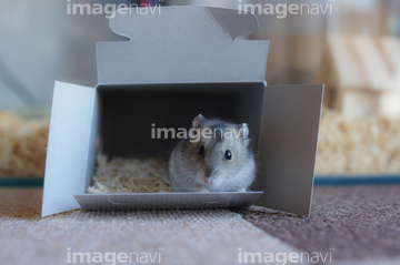ハムスター かわいい 小さい の画像素材 ペット 生き物の写真素材ならイメージナビ