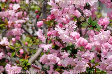 海棠桜 の画像素材 花 植物の写真素材ならイメージナビ