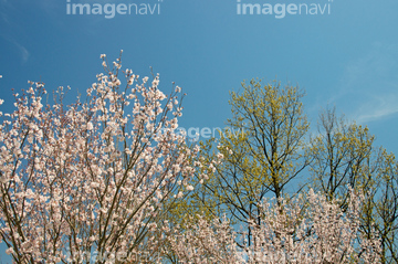 万日山緑地公園の桜 の画像素材 春 夏の行事 行事 祝い事の写真素材ならイメージナビ