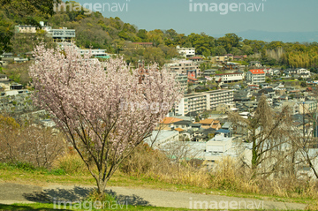 万日山緑地公園の桜 の画像素材 春 夏の行事 行事 祝い事の写真素材ならイメージナビ