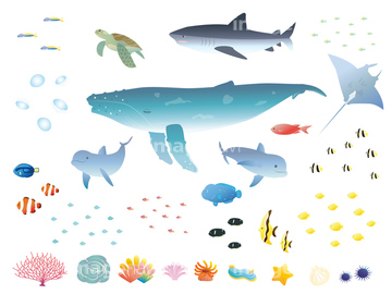 イルカ 夏 かわいい の画像素材 海の動物 生き物の写真素材ならイメージナビ