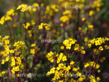 花 植物 花 つぼみ めしべ おしべ 緑色 の画像素材 写真素材ならイメージナビ