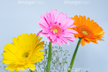 ガーベラ 葉 綺麗 の画像素材 葉 花 植物の写真素材ならイメージナビ