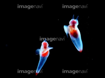 クリオネ カラフル かわいい の画像素材 水 バックグラウンドの写真素材ならイメージナビ