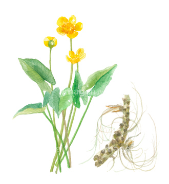 画像素材 花 植物 イラスト Cgの写真素材ならイメージナビ