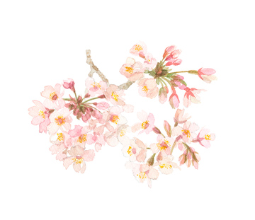 春のイラスト お花見 和風 イラスト の画像素材 季節 イベント イラスト Cgのイラスト素材ならイメージナビ
