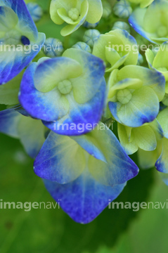 青色花 の画像素材 花 植物の写真素材ならイメージナビ