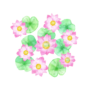 水彩画 花 ハスの花 イラスト の画像素材 テーマ イラスト Cgのイラスト素材ならイメージナビ