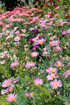 菊 花畑 綺麗 の画像素材 花 植物の写真素材ならイメージナビ