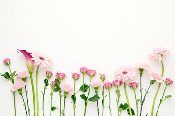 ピンクの背景 ピンク色 の画像素材 花 植物 イラスト Cgの写真素材ならイメージナビ