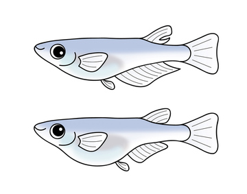 メダカ の画像素材 魚類 生き物の写真素材ならイメージナビ