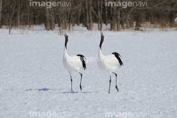 鳴き合い の画像素材 鳥類 生き物の写真素材ならイメージナビ