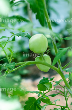 トマトの実 の画像素材 野菜 食べ物の写真素材ならイメージナビ