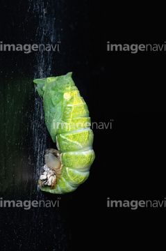 変態 の画像素材 虫 昆虫 生き物の写真素材ならイメージナビ