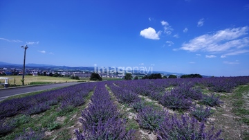 日の出公園ラベンダー園 の画像素材 日本 国 地域の写真素材ならイメージナビ