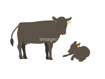 牛 親子 肉牛 の画像素材 日本 国 地域の写真素材ならイメージナビ
