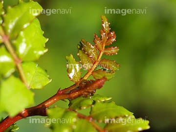 山椒の新芽 の画像素材 葉 花 植物の写真素材ならイメージナビ