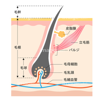 毛穴 断面】の画像素材  科学・テクノロジーの写真素材ならイメージナビ