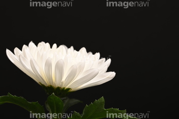 白い菊 の画像素材 花 植物の写真素材ならイメージナビ