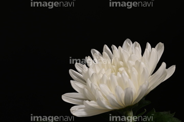 白い菊 の画像素材 花 植物の写真素材ならイメージナビ