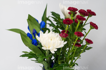 白い菊 の画像素材 花 植物の写真素材ならイメージナビ