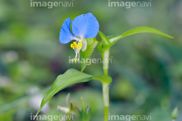 ツユクサの仲間 夏 の画像素材 花 植物の写真素材ならイメージナビ