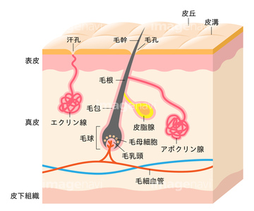 選択した画像 肌 断面 図 人気の食品レシピ