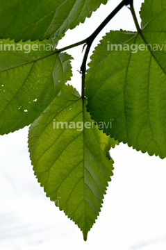 桑の葉 の画像素材 樹木 花 植物の写真素材ならイメージナビ