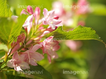 卯の花 ピンク色 の画像素材 趣味 遊び ライフスタイルの写真素材ならイメージナビ