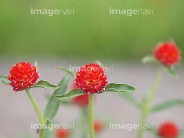 ストロベリートーチ の画像素材 葉 花 植物の写真素材ならイメージナビ