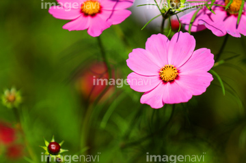 コスモス 葉 の画像素材 葉 花 植物の写真素材ならイメージナビ