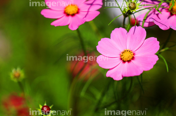 コスモス 葉 の画像素材 葉 花 植物の写真素材ならイメージナビ