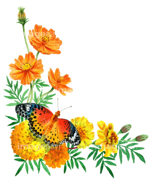 水彩 花 コスモス オレンジ色 イラスト の画像素材 テーマ イラスト Cgのイラスト素材ならイメージナビ