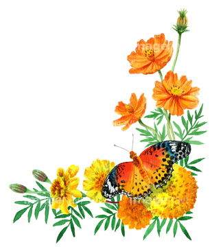 水彩 花 コスモス オレンジ色 イラスト の画像素材 テーマ イラスト Cgのイラスト素材ならイメージナビ