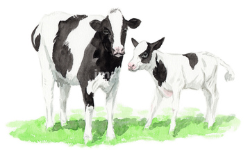 牛の親子 の画像素材 年賀 グリーティングの写真素材ならイメージナビ